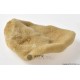 Mořská houba "Elephant ear", 8 - 10 cm